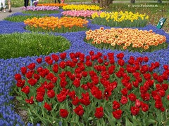 Dutch Tulips, Keukenhof Gardens, Holland - 0695 POTD