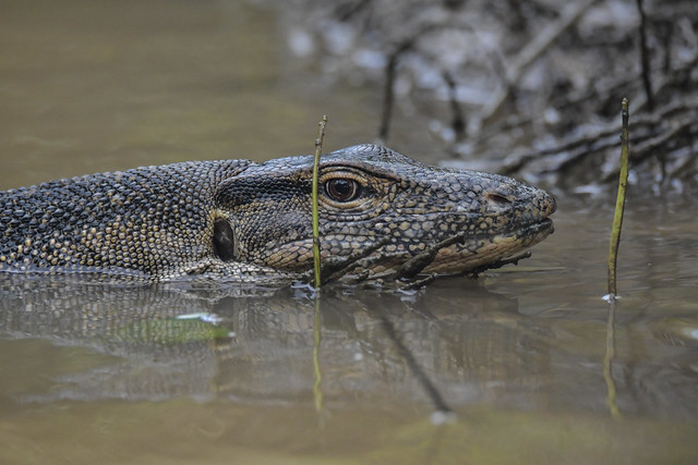 Within minutes of the start of the boat trip, this monitor lizard is just asking to be photographed. Good start!