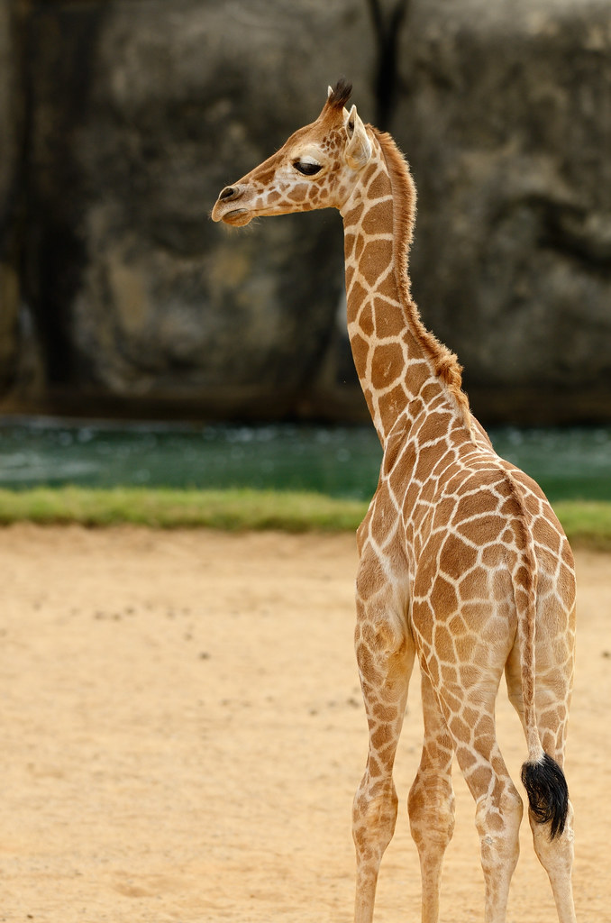 Baby Giraffe | Two-month old baby male giraffe born at the M… | Flickr