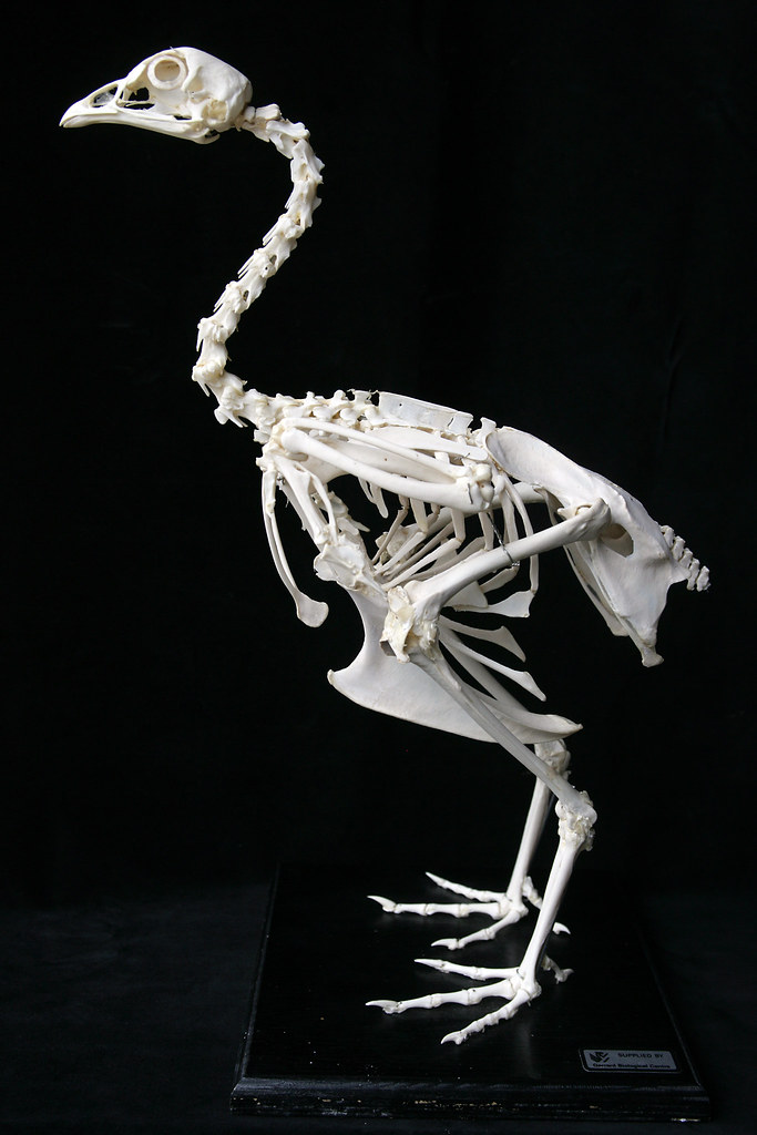 Chicken from left | A full skeleton mount of a chicken, Gall… | Flickr