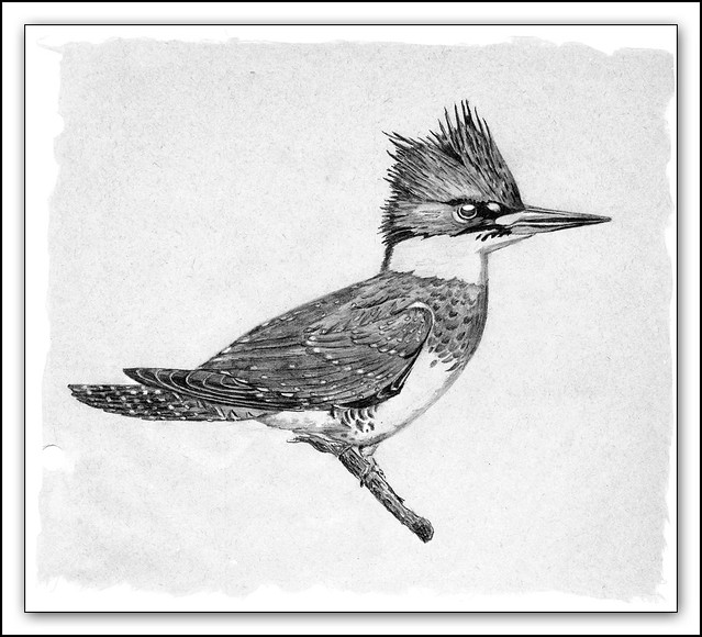Belted Kingfisher Sketch | Flickr - Photo Sharing!