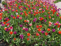Dutch Tulips, Keukenhof Gardens, Holland - 0692