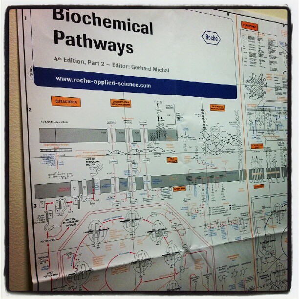 Roche Biochemical Pathways Wall Chart
