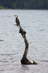 Cormorant on Lake Hayes