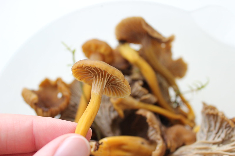 Mushrooms / etdrysskanel.com