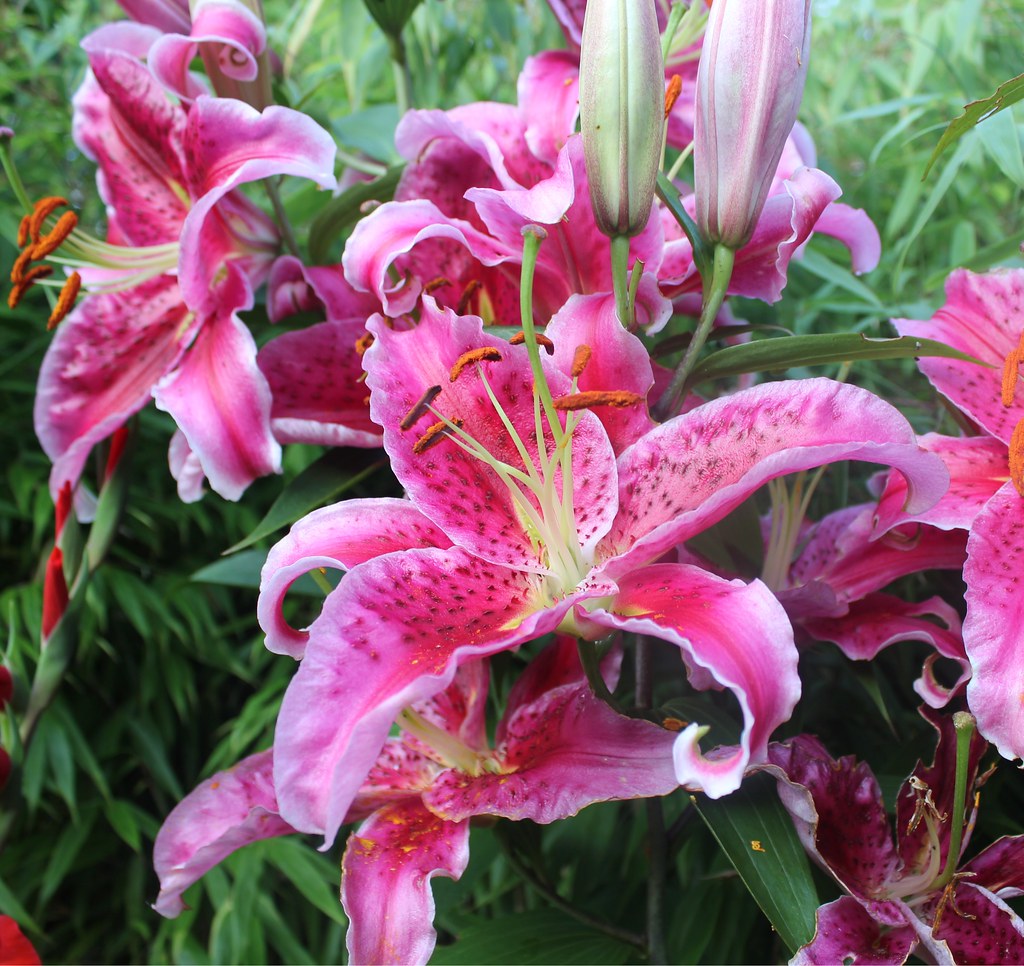 Oriental Lily Stargazer | Taken in a friend's garden. | Flickr