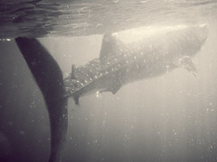 Swimming with the Sharks (Whale Sharks)
