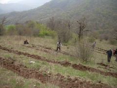 Goris reforestation site