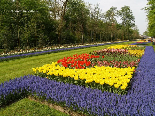 Dutch Tulips, Keukenhof Gardens, Holland - 0747  POTD