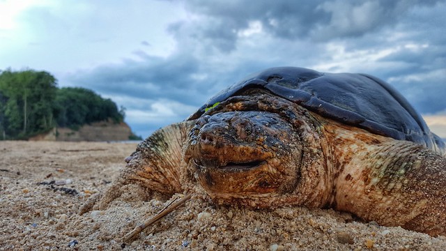 You never know where you will encounter something amazing at a Virginia State Park, this snapping turtle, at least 80 lbs at Westmoreland State Park in Virginia