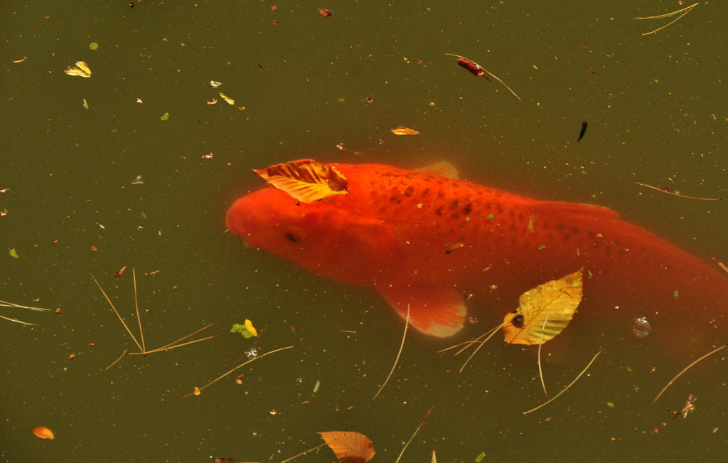 Giant Koi | This has got to be the biggest fish in the Brook… | Flickr