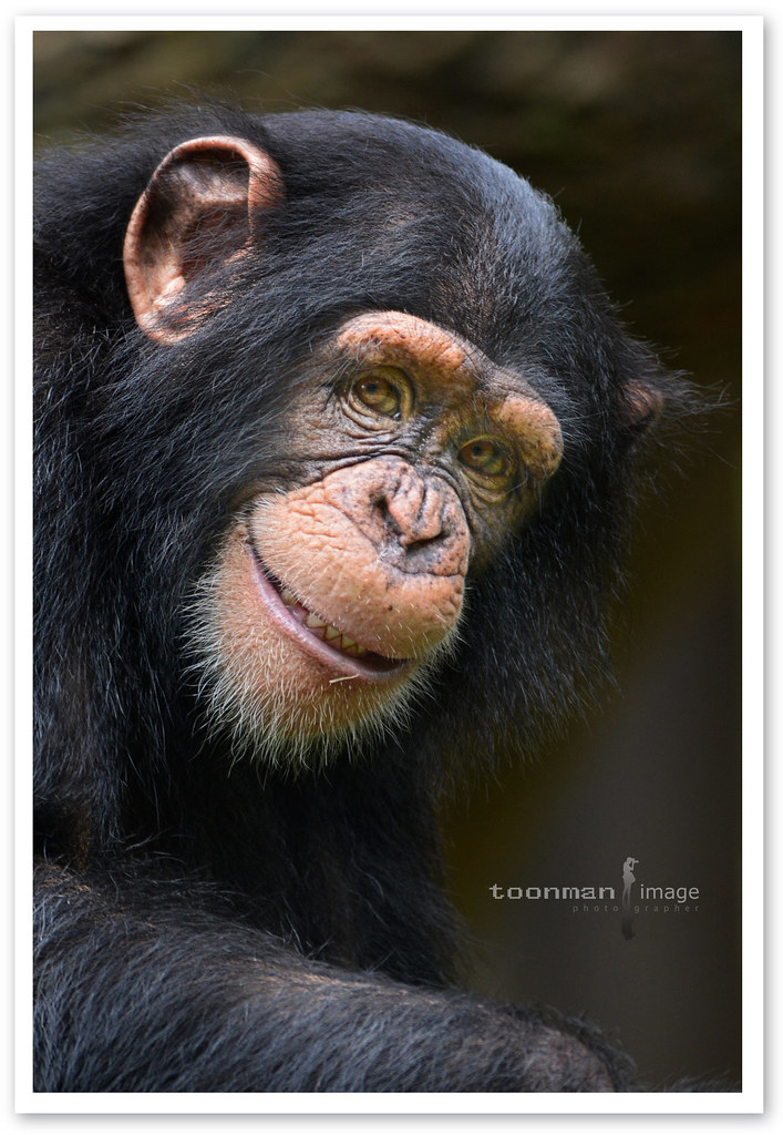 Smile :) | Chimpanzee, sometimes colloquially chimp, is the … | Flickr