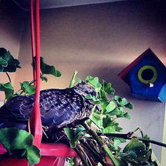 [Foto] Meu condomínio de pássaros