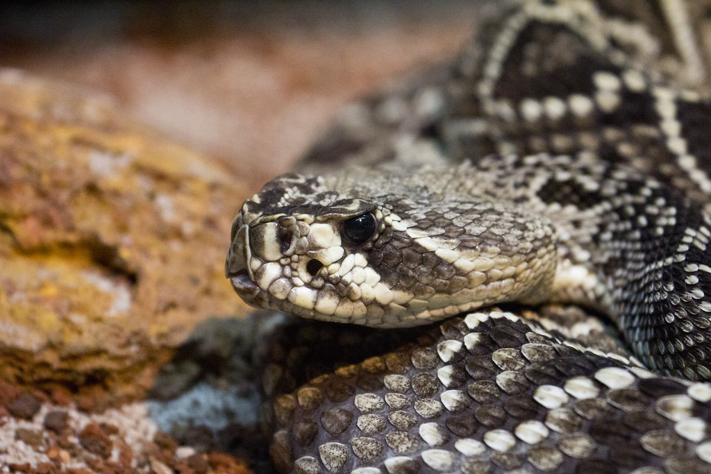 Beautiful but Deadly | The heaviest venomous snake and ...