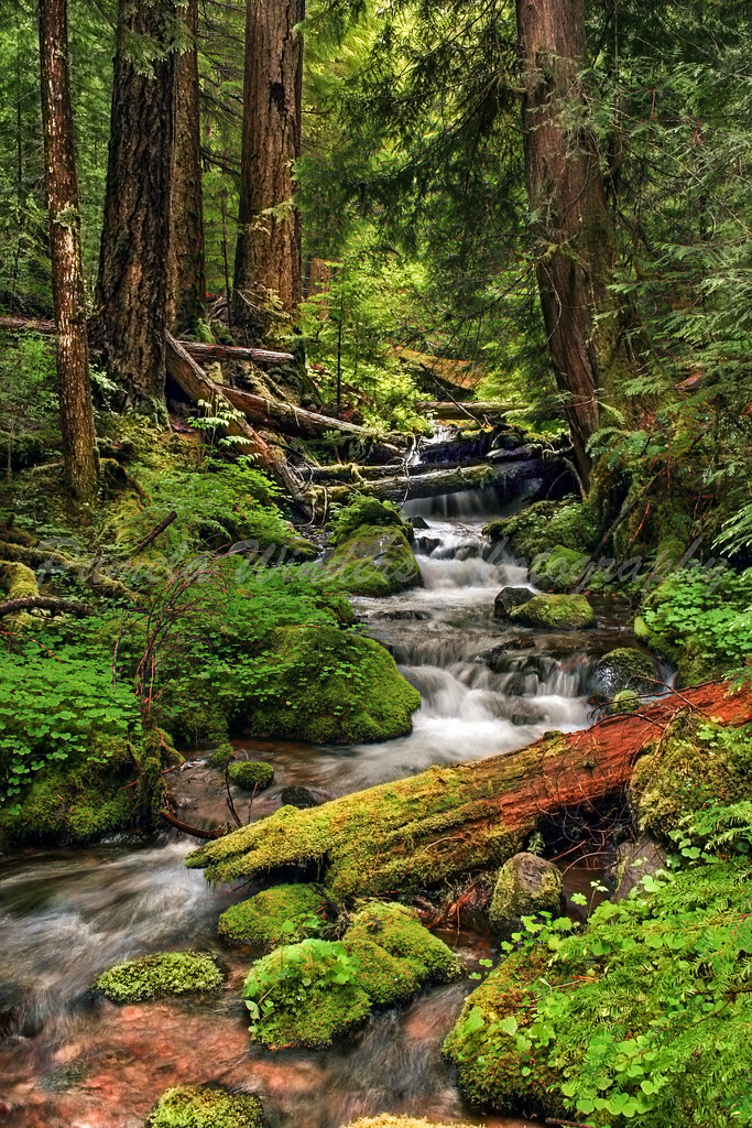 Willamette National Forest-Explored | Oregon best sellers ...