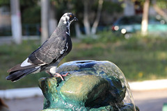 Dove on the fountain
