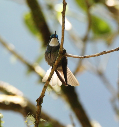 white throated montain gem 7