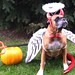 Devil / Angel Dog | You may use this photo on your website a… | Flickr ...