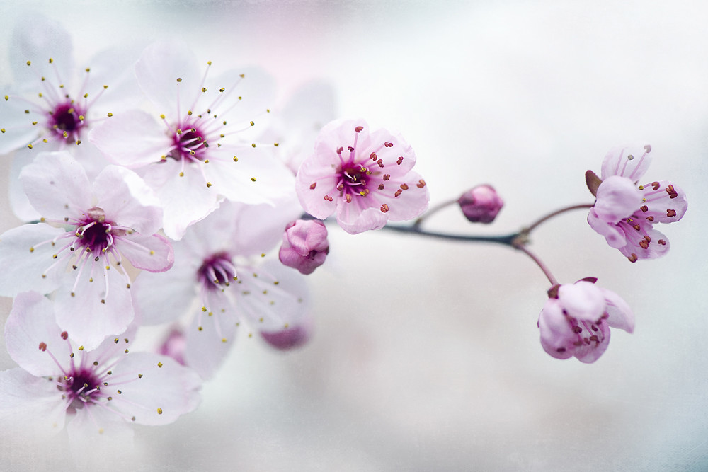 Photograph Cherry Plum Blossom by Jacky Parker