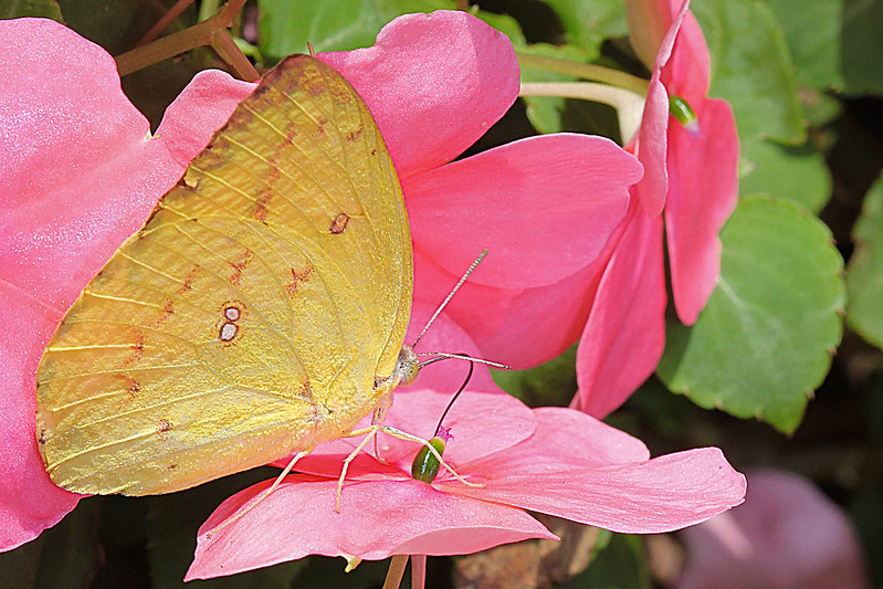 Butterfly - 銀紋淡黃蝶 ( Catopsilia pomona )