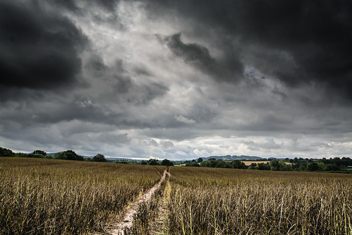Runner bean field in Herefordshire