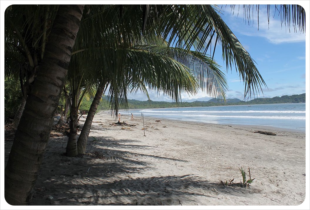 samara beach with palm trees