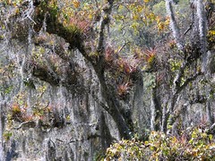 Bosque con aerófitos - Forest with aerophytes - probably some type of Tillandsia; cerca de San Juan Diuxi, Región Mixteca, Oaxaca, Mexico