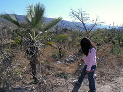 Cortando hojas de palma para tejer - Cutting palm leaves to use for weaving; Llano de Avispas, Región Mixteca, Oaxaca, Mexico