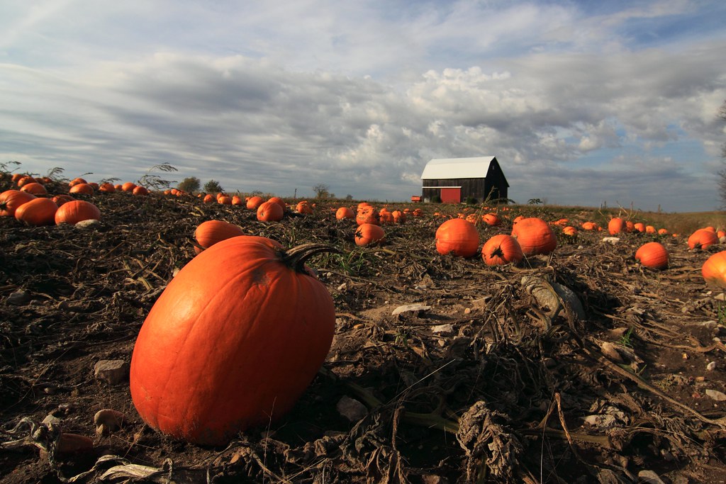 pumpkins 3 | Tim | Flickr