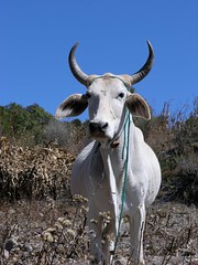 Country cow - Vaca ranchera; cerca de San Juan Diuxi, Región Mixteca, Oaxaca, Mexico