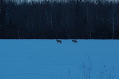 Coyote - 02 Feb 2013 - 22 Mile Road east of M-129, Chippewa County, MI