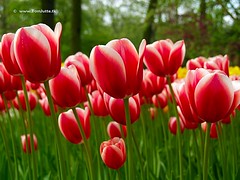 Dutch Tulips, Keukenhof Gardens, Holland - 0775