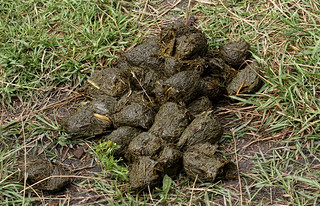 Fresh Alaskan Grizzly bear scat | Although not steaming, thi… | Flickr