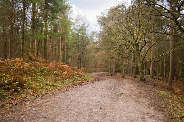 Download this Delamere Forest picture