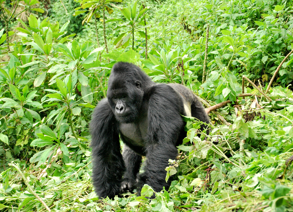 Silverback gorilla, Rwanda
