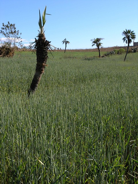 Wheat fields with palms - Campos de trigo con palmas; Guadalupe Hidalgo, Región Mixteca, Oaxaca, Mexico