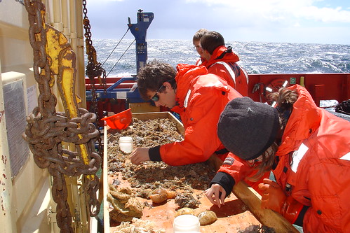 Students sort through samples in a large tray on the ship