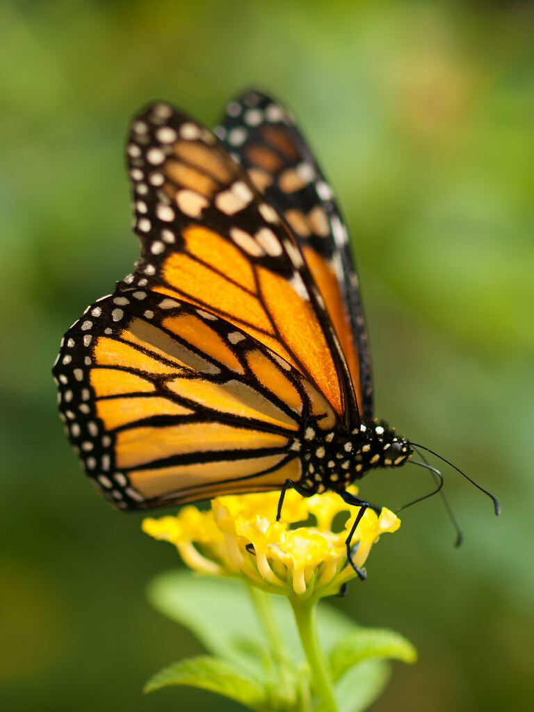 Monarch Butterfly | Monarch butterfly in the butterfly house… | Flickr