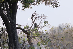 Baboons near Camp Okavango in Botwana-11 9-9-10