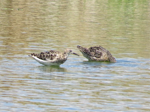 Reeve and Short-billed Dowitcher at the El Paso Sewage Treatment Center in Woodford County, IL 01