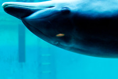 Bottlenose Dolphin of Shinagawa Aquarium : しながわ水族館のバンドウイルカ