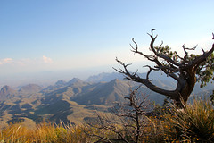 Lone tree in top of Chisos Mountains