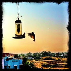 First feed! Winter mornings show lot of activity at the feeder #iphoneography