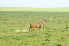 An Eland running on plains near Serengeti NP in Tanzania-17 1-18-12