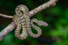 Trimeresurus venustus, Brown-spotted pit viper - Khao Luang National Park