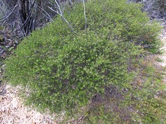 Westringia cephalantha F.Muell.