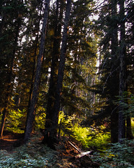 Sunlight, Trees & Lava.  Carson Guler Road.   Gifford Pinchot National Forest.  Washington.  September 16, 2012