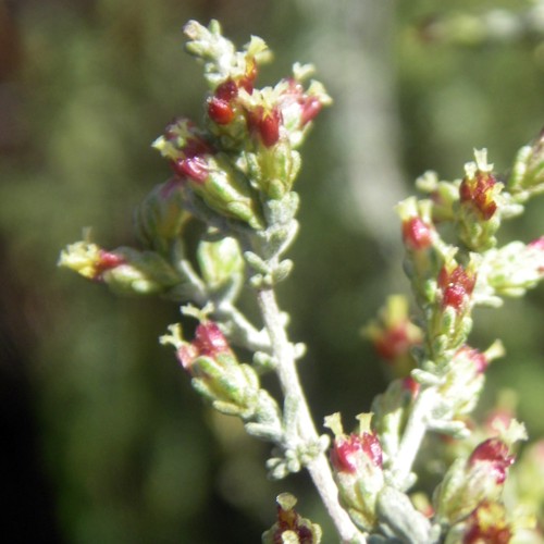 Artemisia herba-alba 8332057793_1f4bf53c8d_o