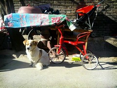 狗和儿童三轮车