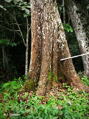 Syncepalum cerasiferum, tree bark/bole